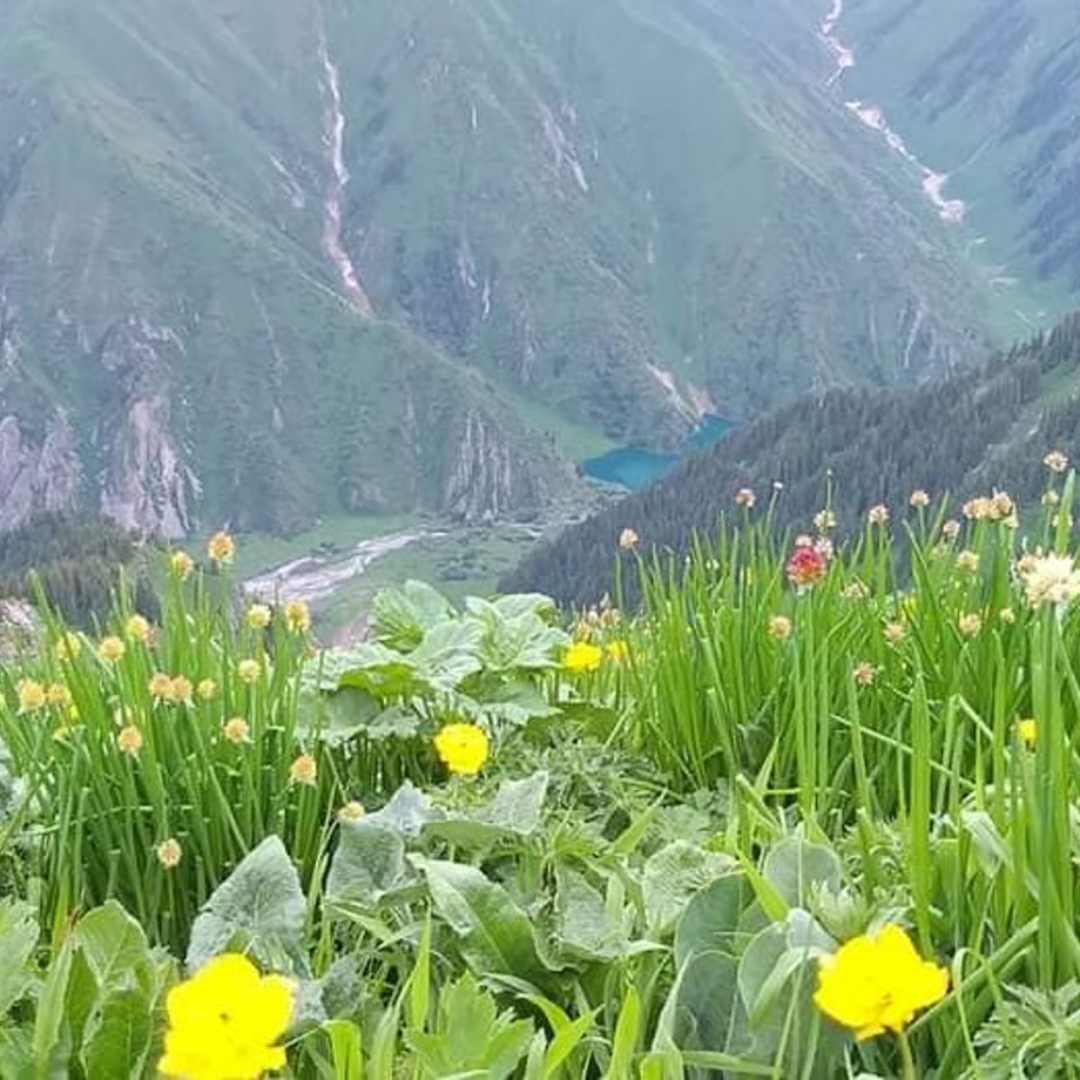 キルギスハニーストアが販売するトクトグル高原の百花蜜 200g