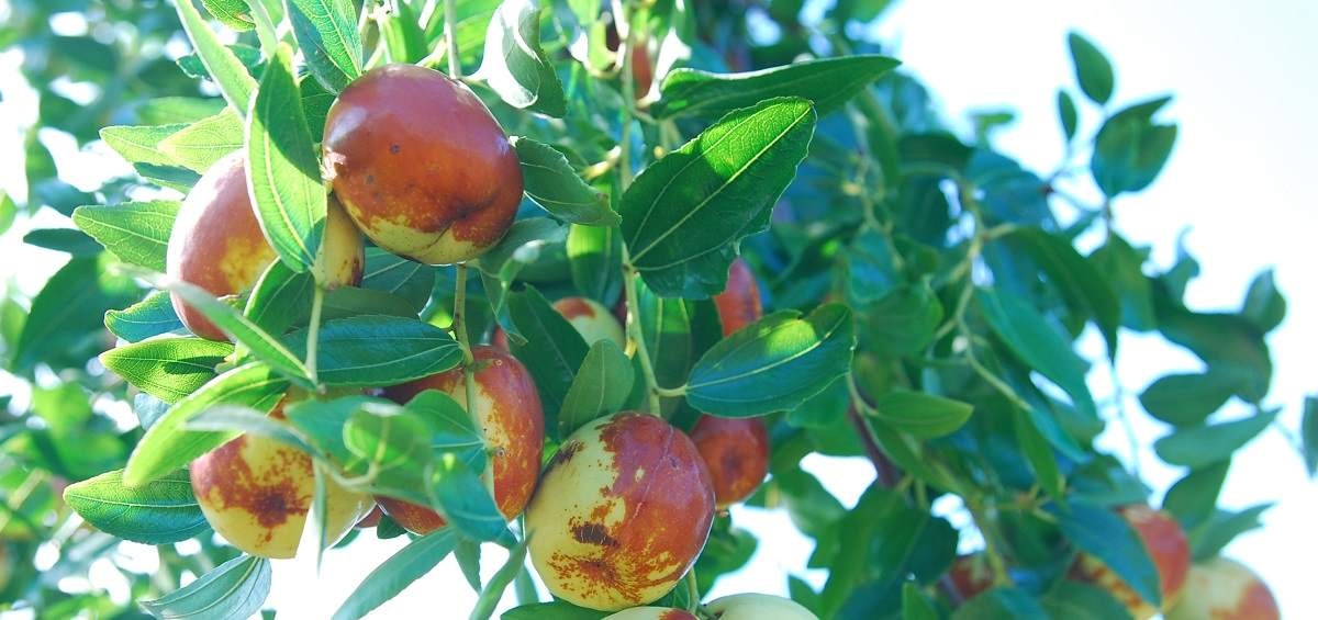 株式会社都商事が販売する「なつめチップ」