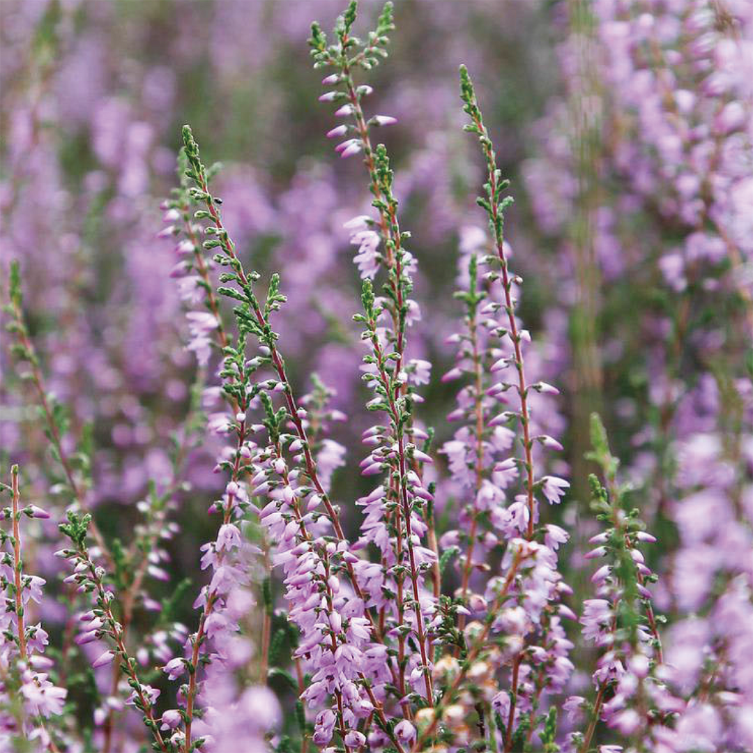 株式会社エイ・ダヴリュー・エイが販売する【オーガニック・無添加・非加熱はちみつ】Heath Honey(ヒースハチミツ/単花蜜)