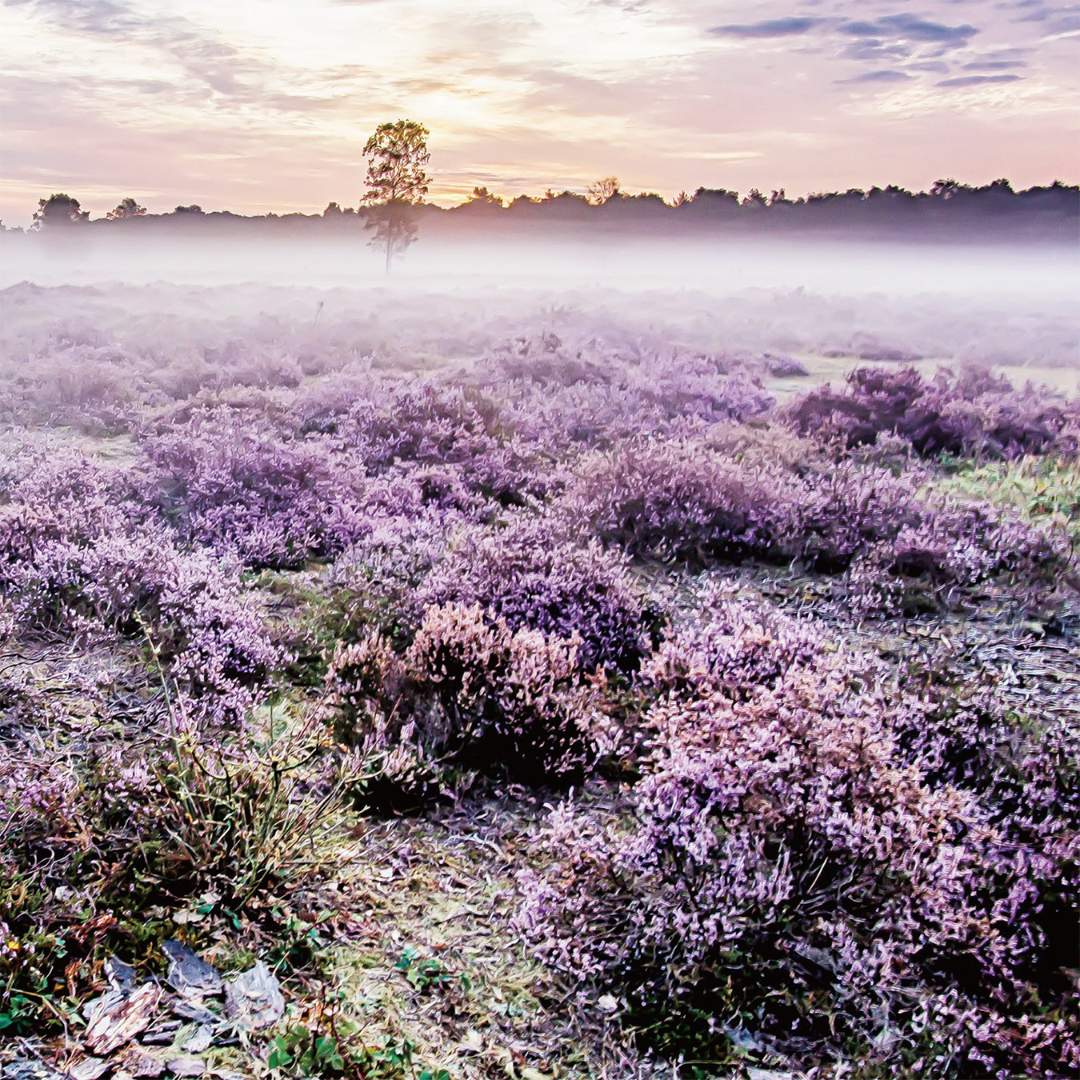 株式会社エイ・ダヴリュー・エイが販売する【オーガニック・無添加・非加熱はちみつ】Heath Honey(ヒースハチミツ/単花蜜)