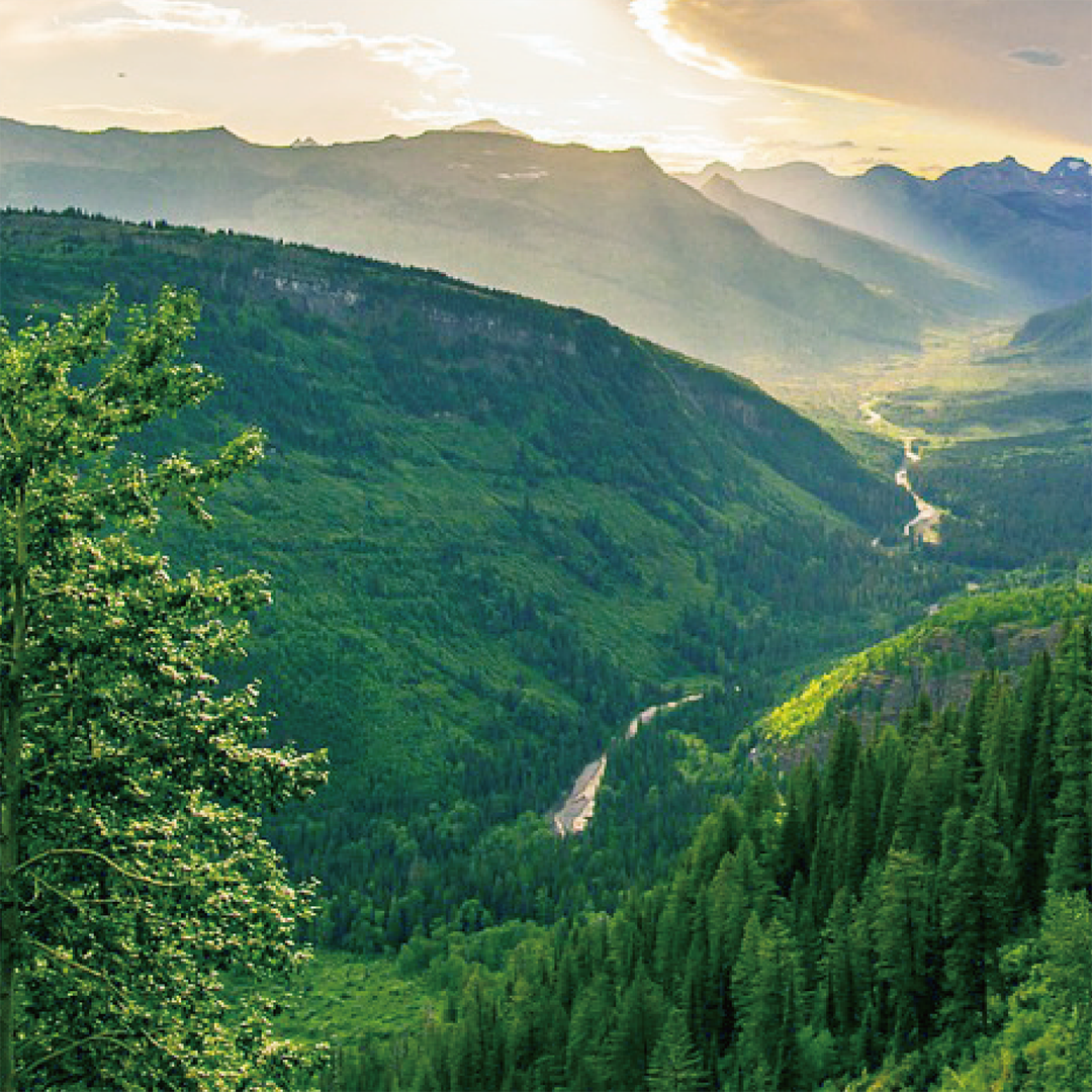 【オーガニック・無添加・非加熱はちみつ】HONEYDEW HONEY モミの木