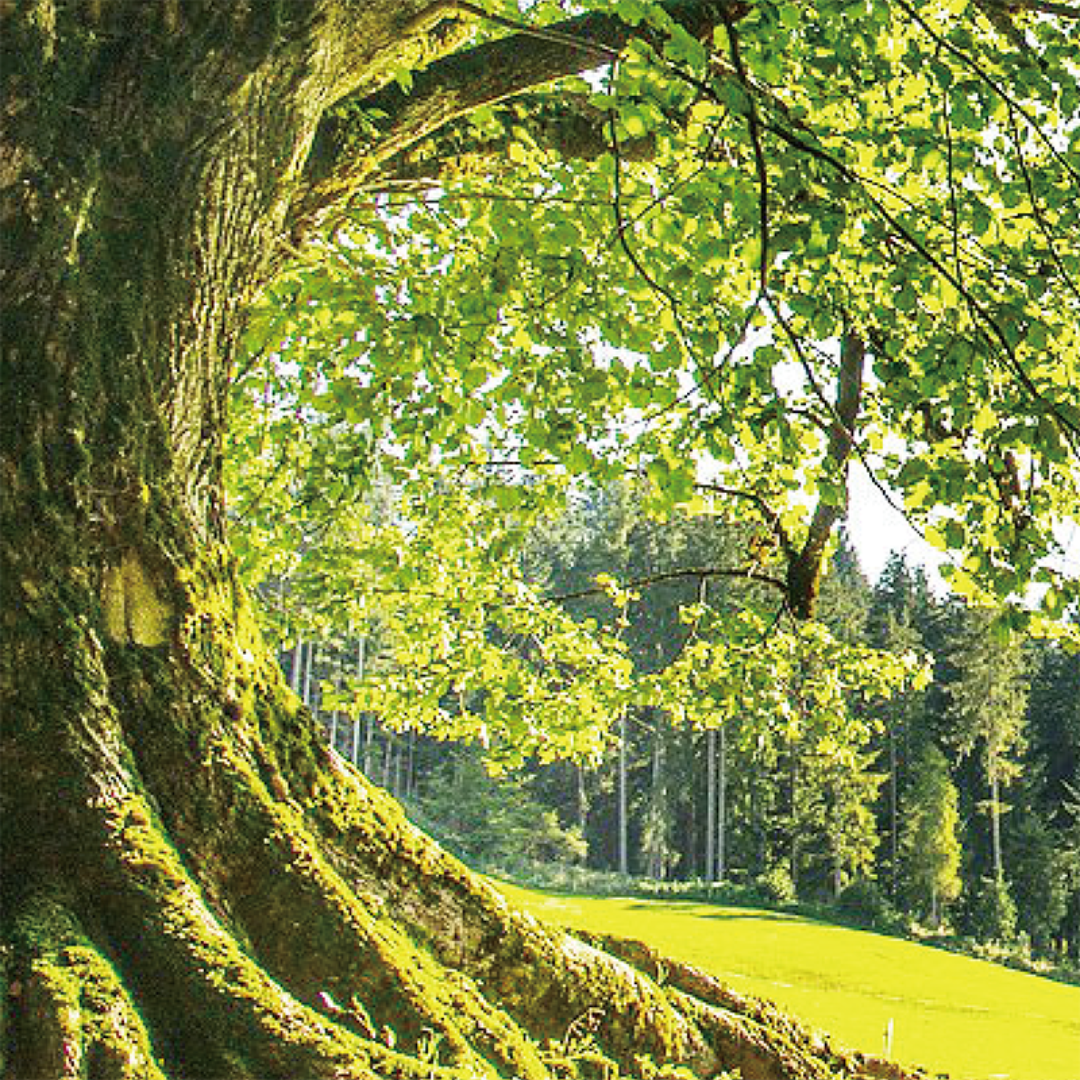 株式会社エイ・ダブリュー・エイが販売する【オーガニック・無添加・非加熱はちみつ】