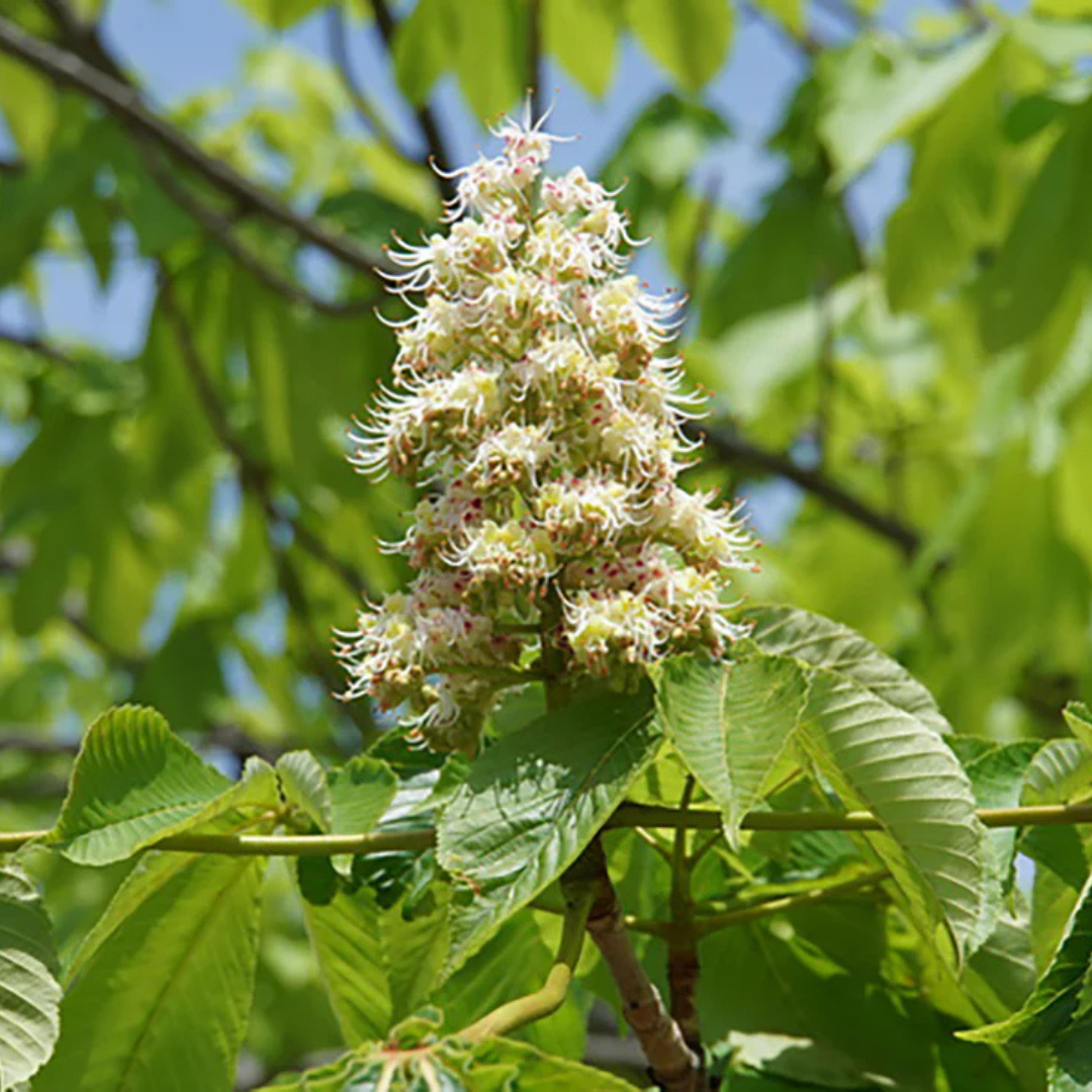 BEE CONNECTが販売するMARRONNIER マロニエ300g