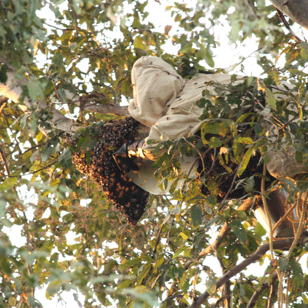 有限会社シタァールが販売するインド野生黒はちみつ