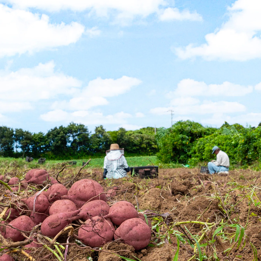 株式会社tanecoが販売する凸凹安納芋の焼き干しいも 全2種