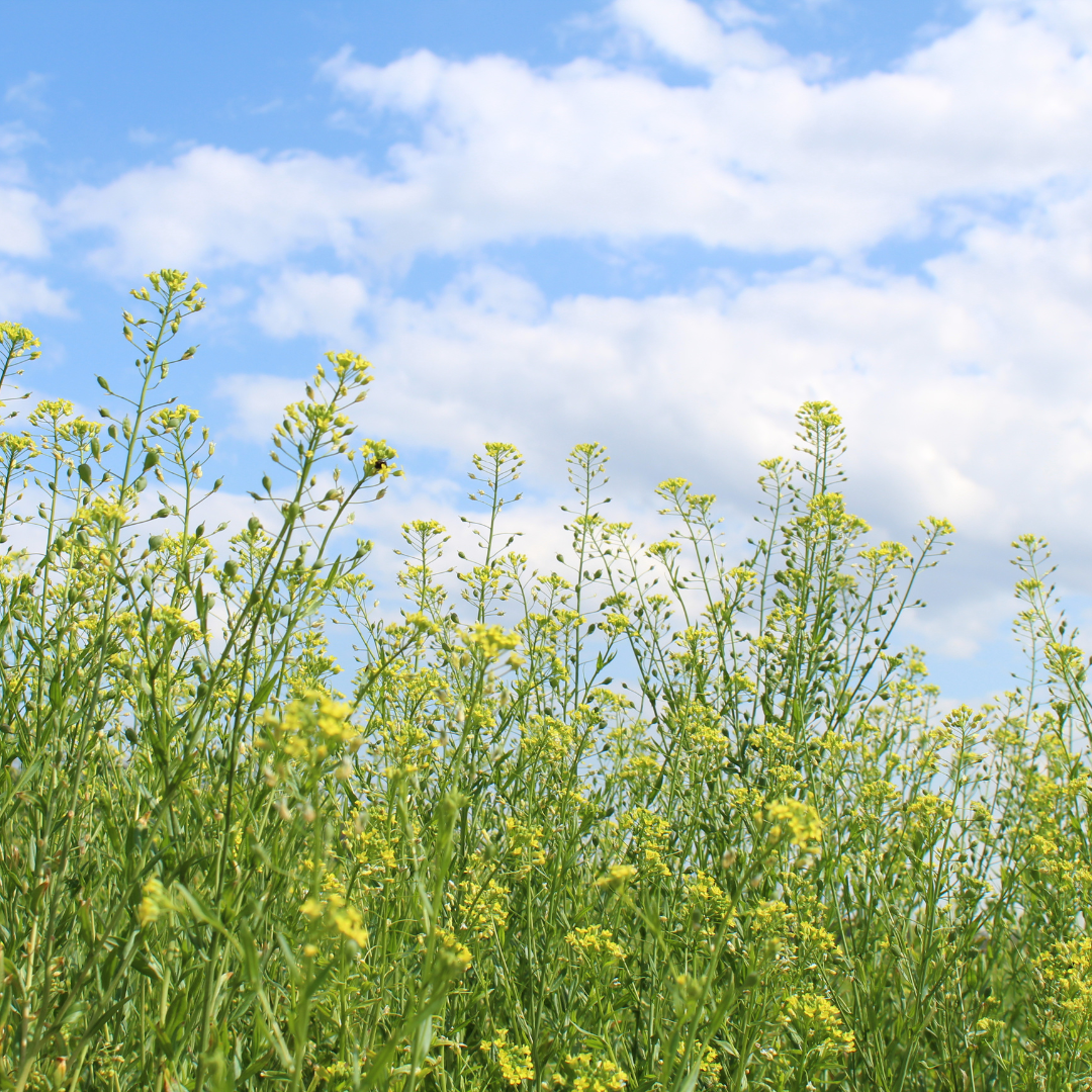 ナルックスホールディングス株式会社が販売する国産カメリナオイル