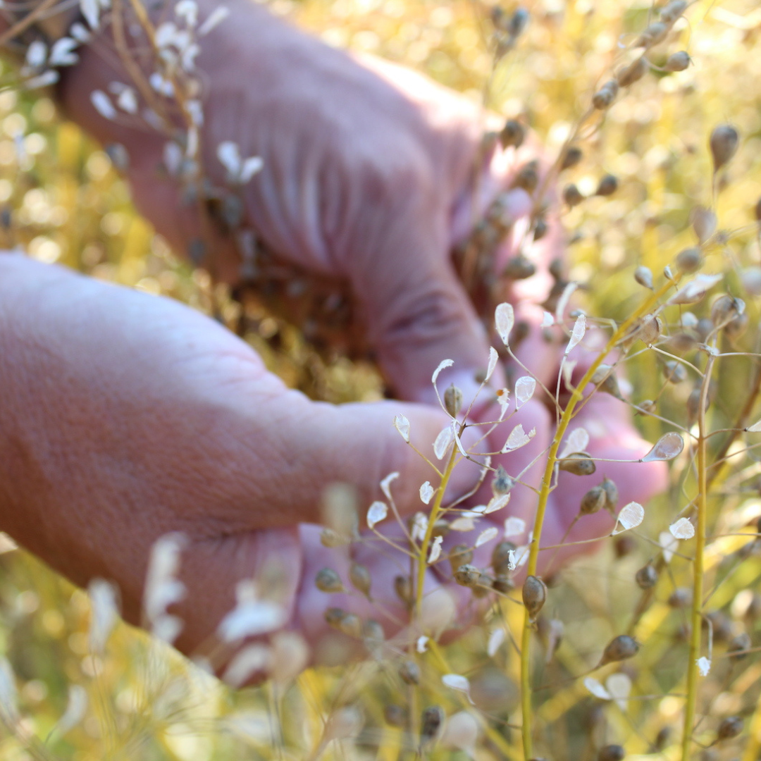 ナルックスホールディングス株式会社が販売する国産カメリナオイル