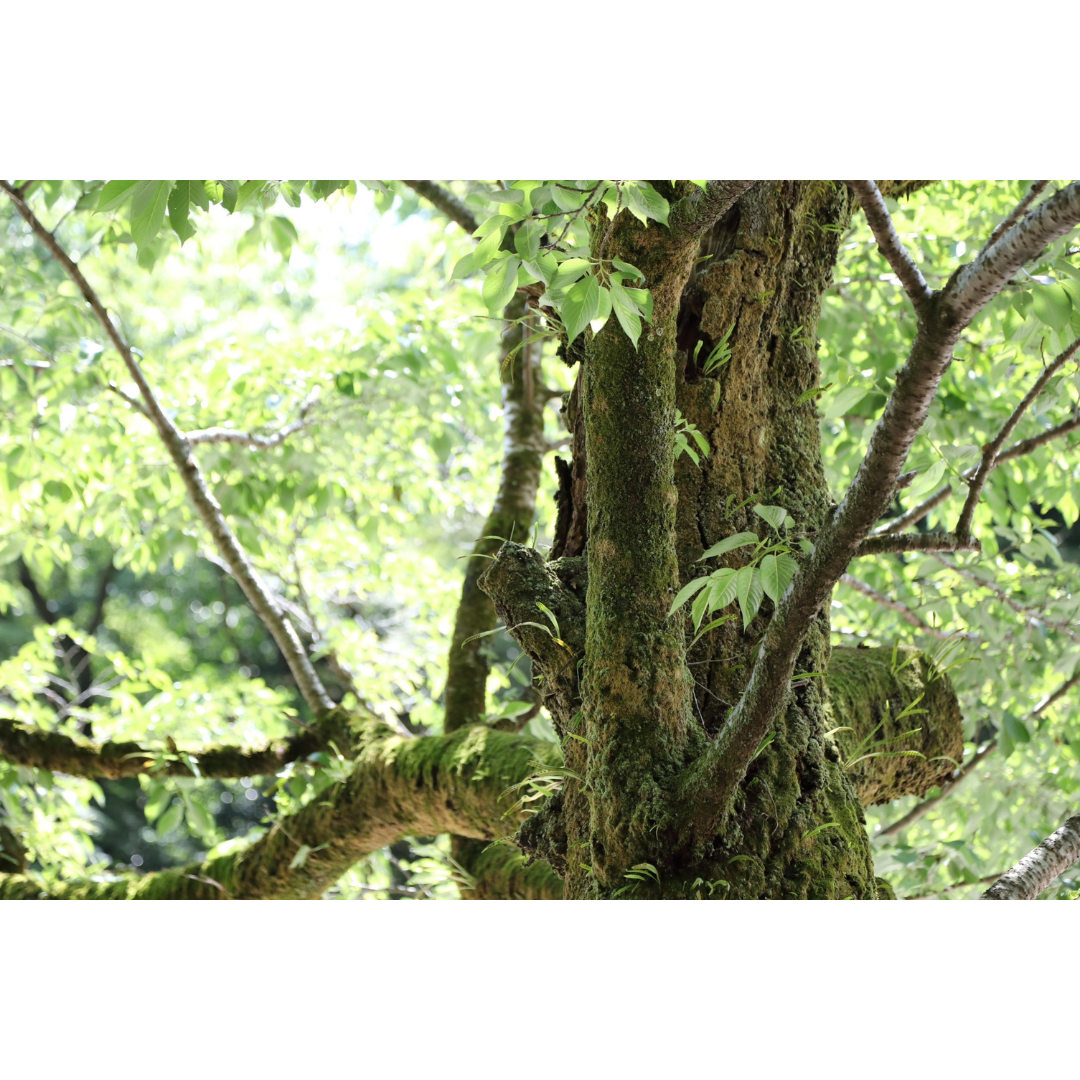 amelia naturalが販売する蔵から生まれた酵母と麹