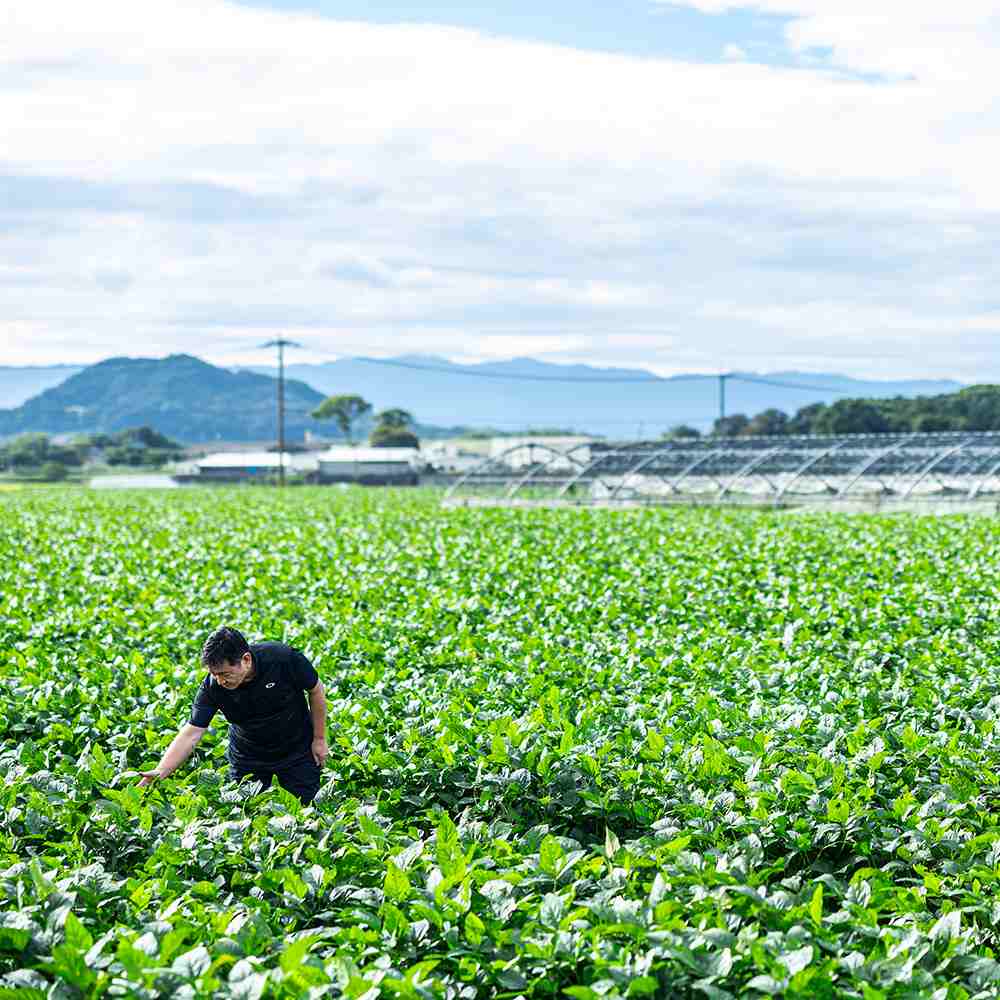 株式会社アガペファームが販売する「ソイラクト」