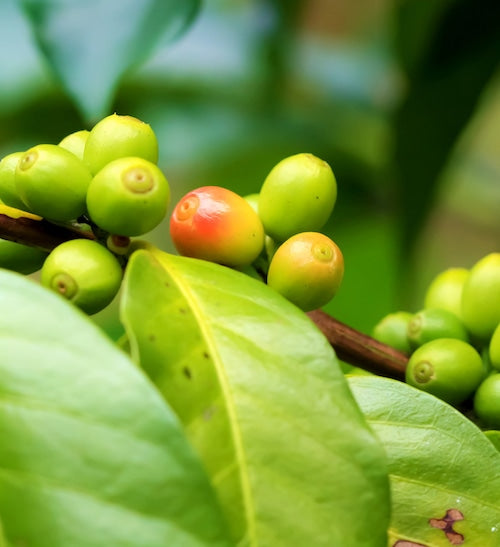 松阪グリーンコーヒー 全2種