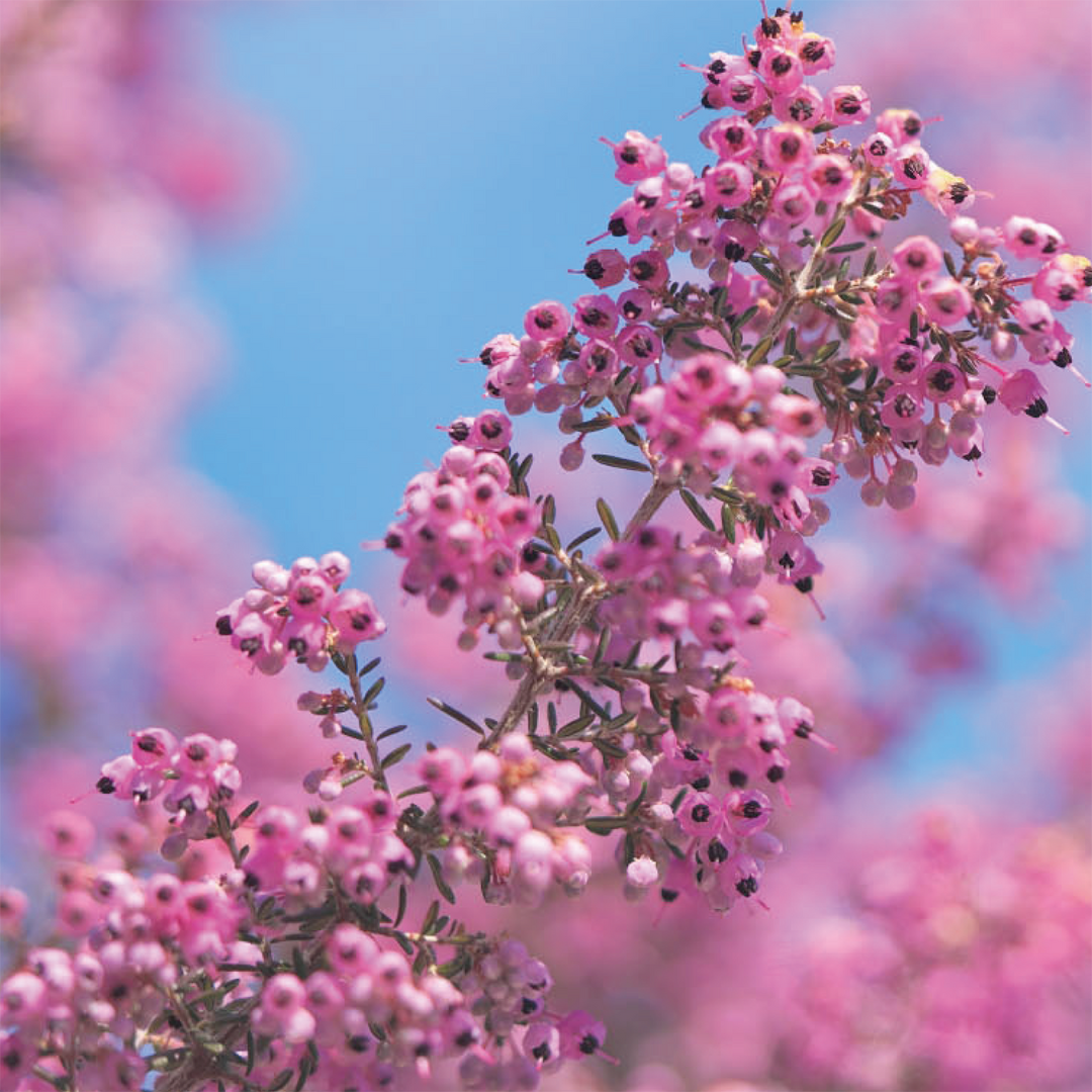 株式会社エイ・ダヴリュー・エイが販売する【オーガニック・無添加・非加熱はちみつ】Heath Honey（ヒースハチミツ/単花蜜）　