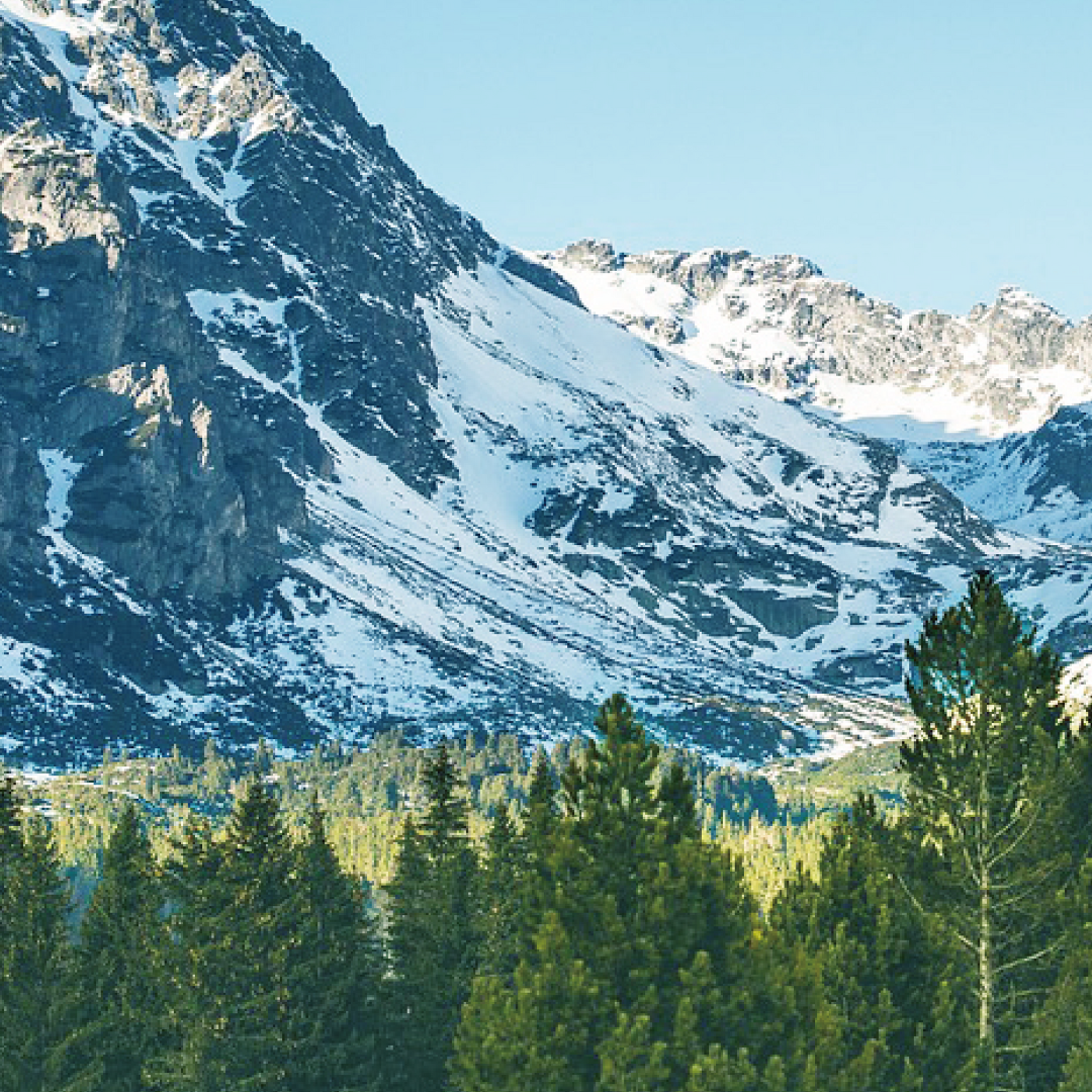 株式会社エイ・ダヴリュー・エイが販売するオーガニック・無添加・非加熱はちみつHONEYDEW HONEY モミの木 