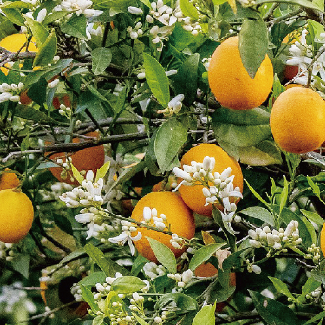 株式会社エイ・ダヴリュー・エイが販売する「Orange Honey（オレンジハチミツ/単花蜜）　）」