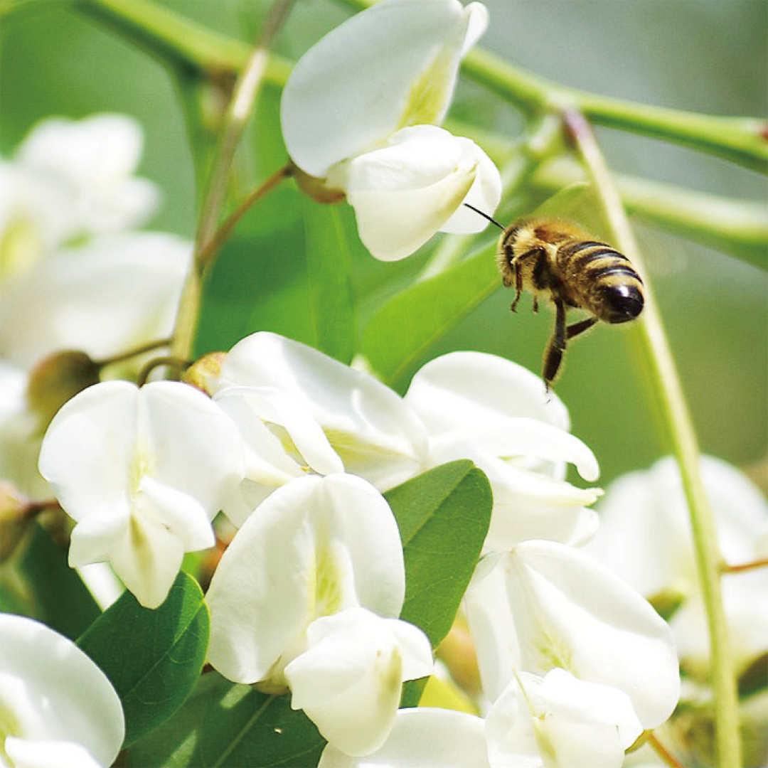 健康志向の方におすすめ「Acacia Honey（単花蜜）」ギフトにも最適