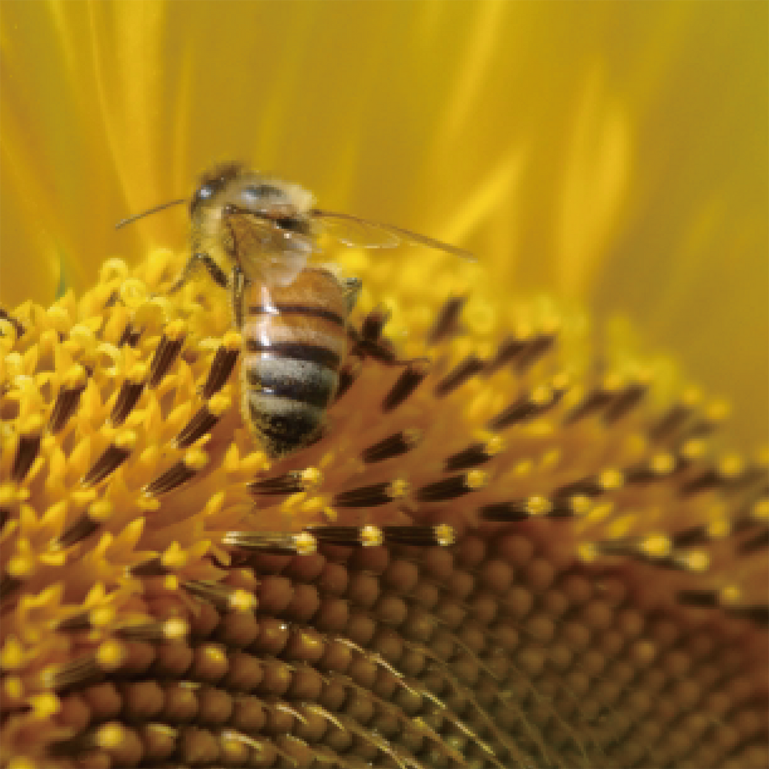 株式会社エイ・ダヴリュー・エイが販売する「Sunflower Honey（ヒマワリハチミツ/単花蜜）」