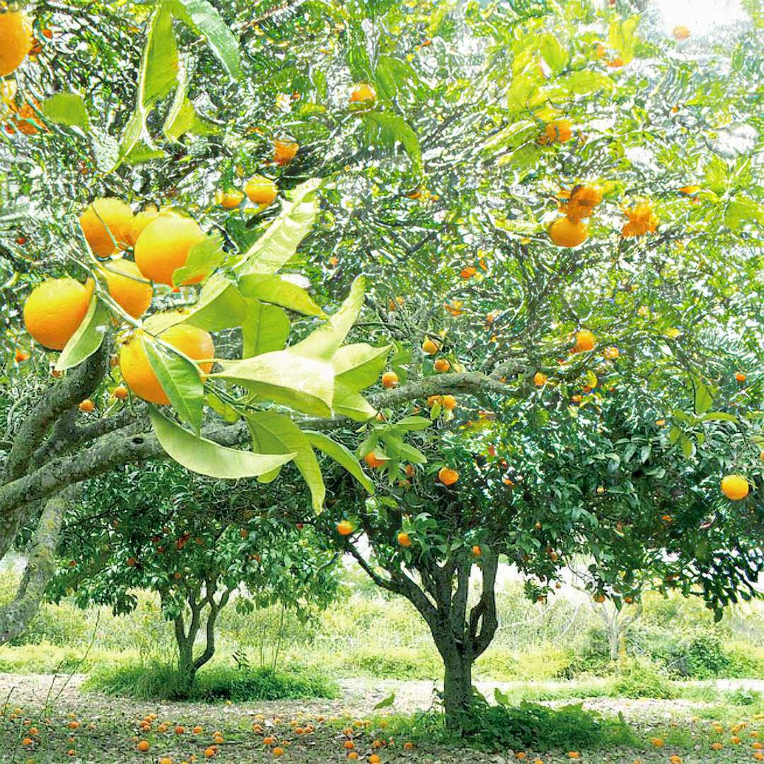 株式会社エイ・ダヴリュー・エイが販売する「Orange Honey（オレンジハチミツ/単花蜜）　）」