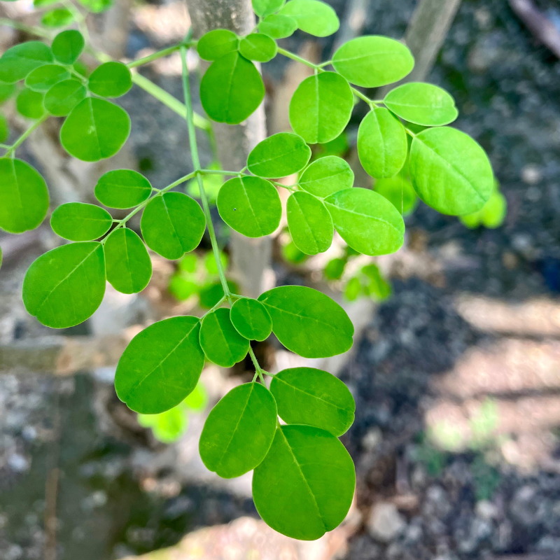 株式会社AK Internationalが販売するARINGA MORINGA