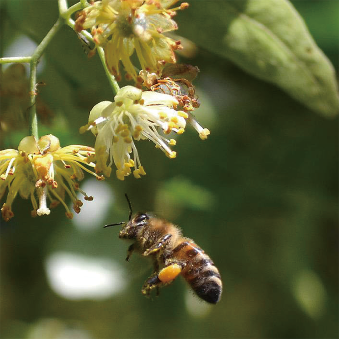 LINDEN HONEY 菩提樹｜清涼感あるハーブ香るはちみつ