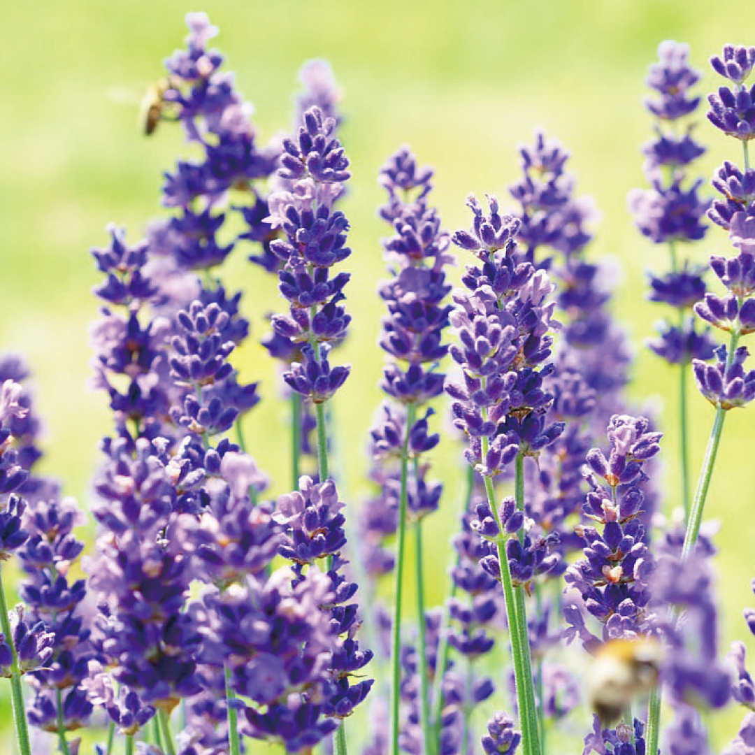 LAVENDER HONEY ラベンダー|香りを楽しむやさしいはちみつ LAVENDER HONEY ラベンダー|香りを楽しむやさしいはちみつ