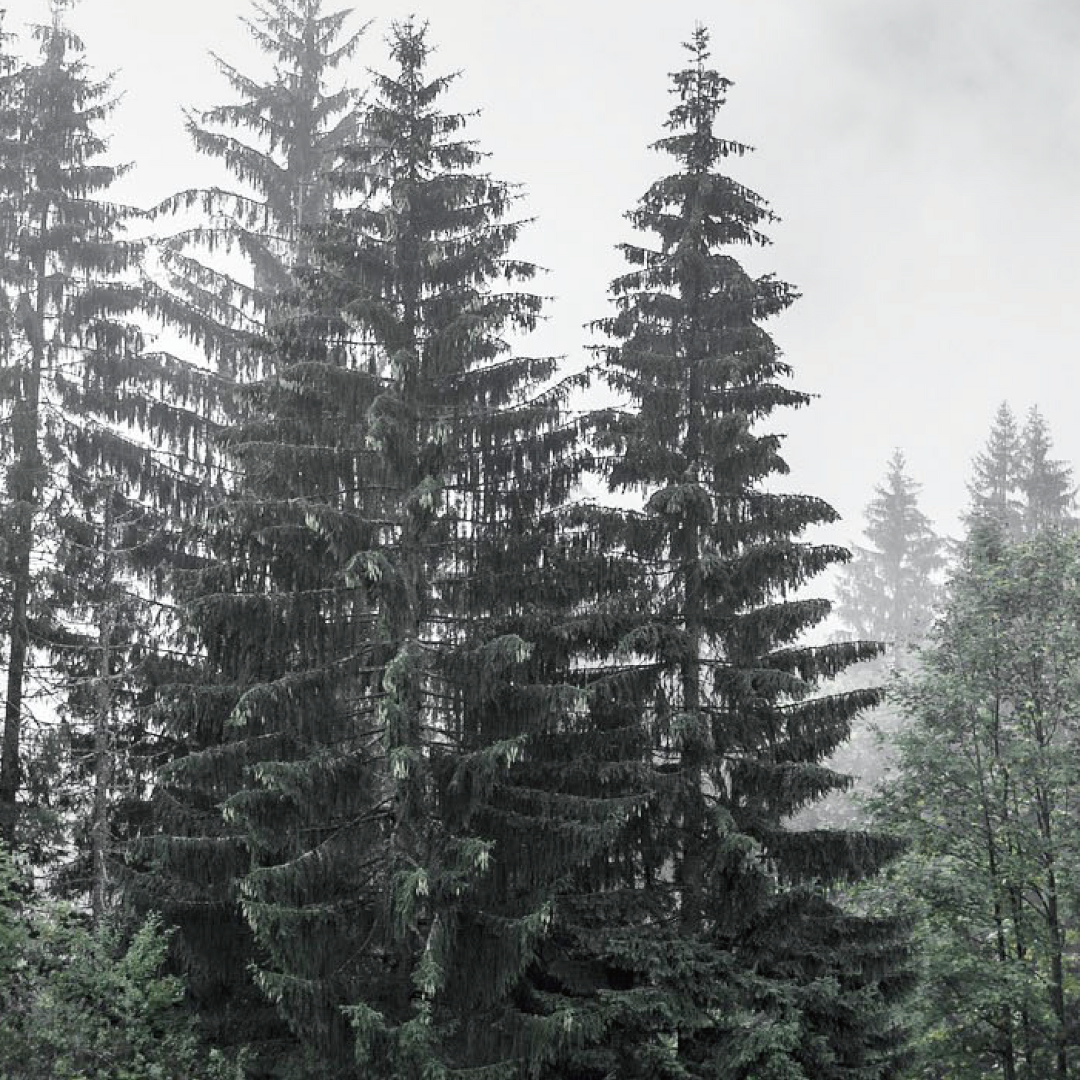 株式会社エイ・ダヴリュー・エイが販売するオーガニック・無添加・非加熱はちみつHONEYDEW HONEY モミの木 