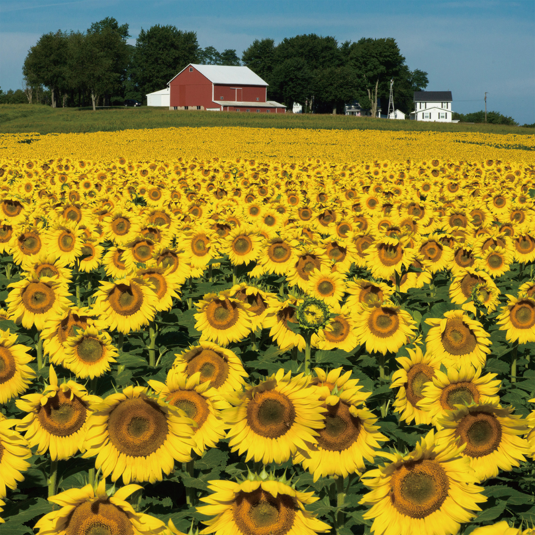 株式会社エイ・ダヴリュー・エイが販売する「Sunflower Honey（ヒマワリハチミツ/単花蜜）」