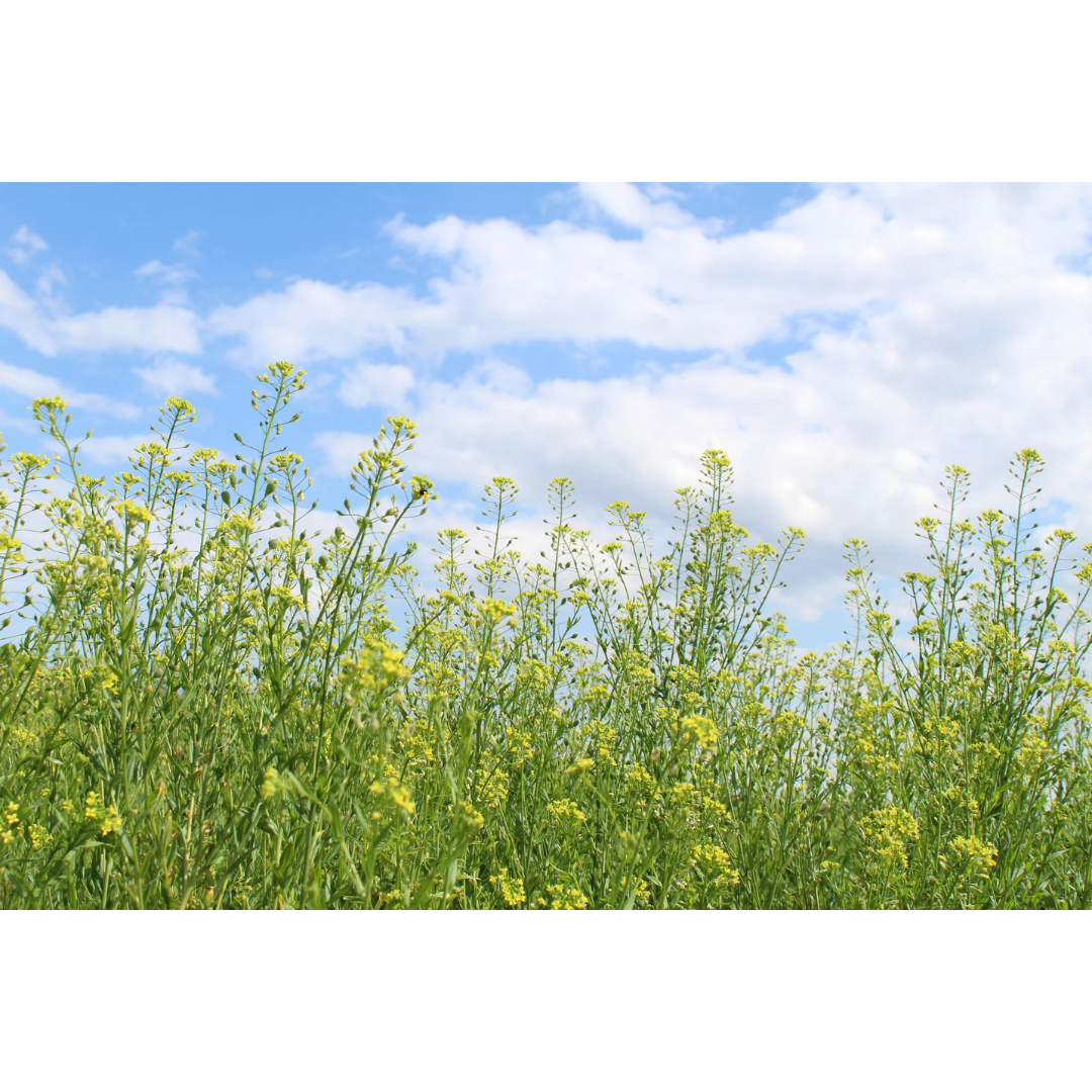 ナルックスホールディングス株式会社THE FINEST QUALITY CAMELINA OIL